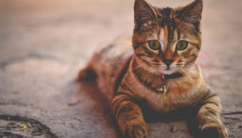 green eyed face on ginger tabby