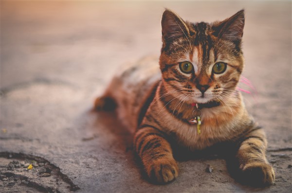 green eyed face on ginger tabby