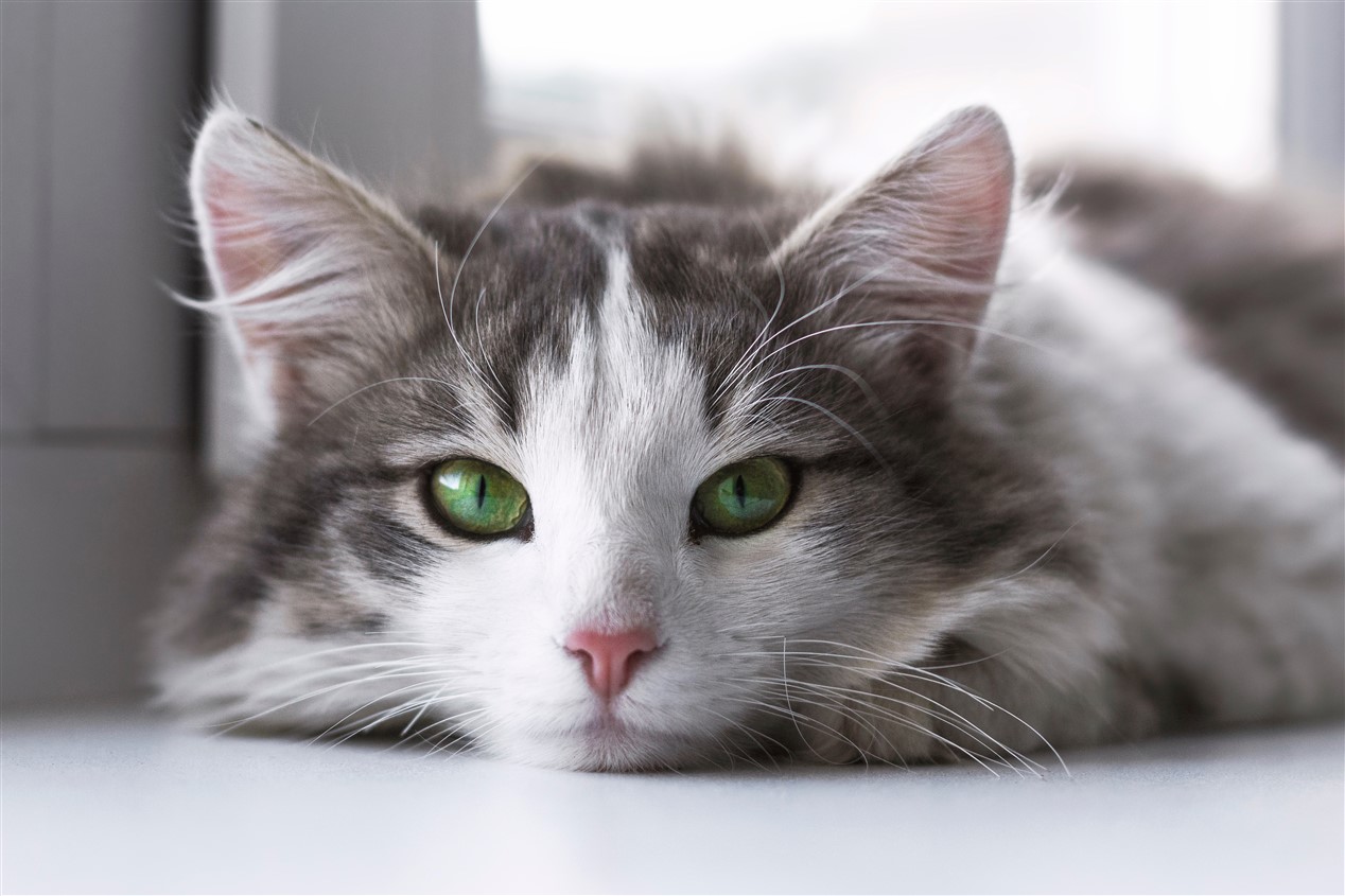 grey white cat green eyes reduced 25